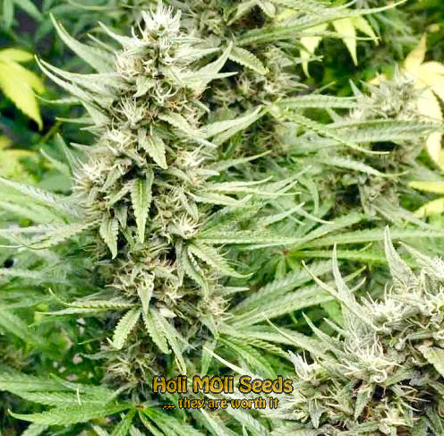 g13 autoflower cannabis pics