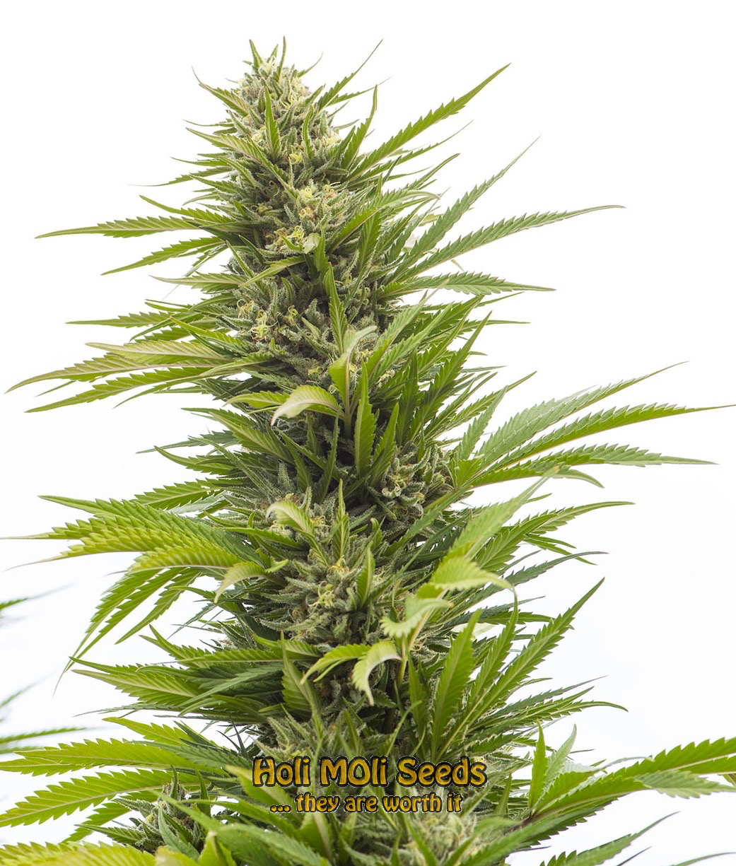 g13 autoflower cannabis pics