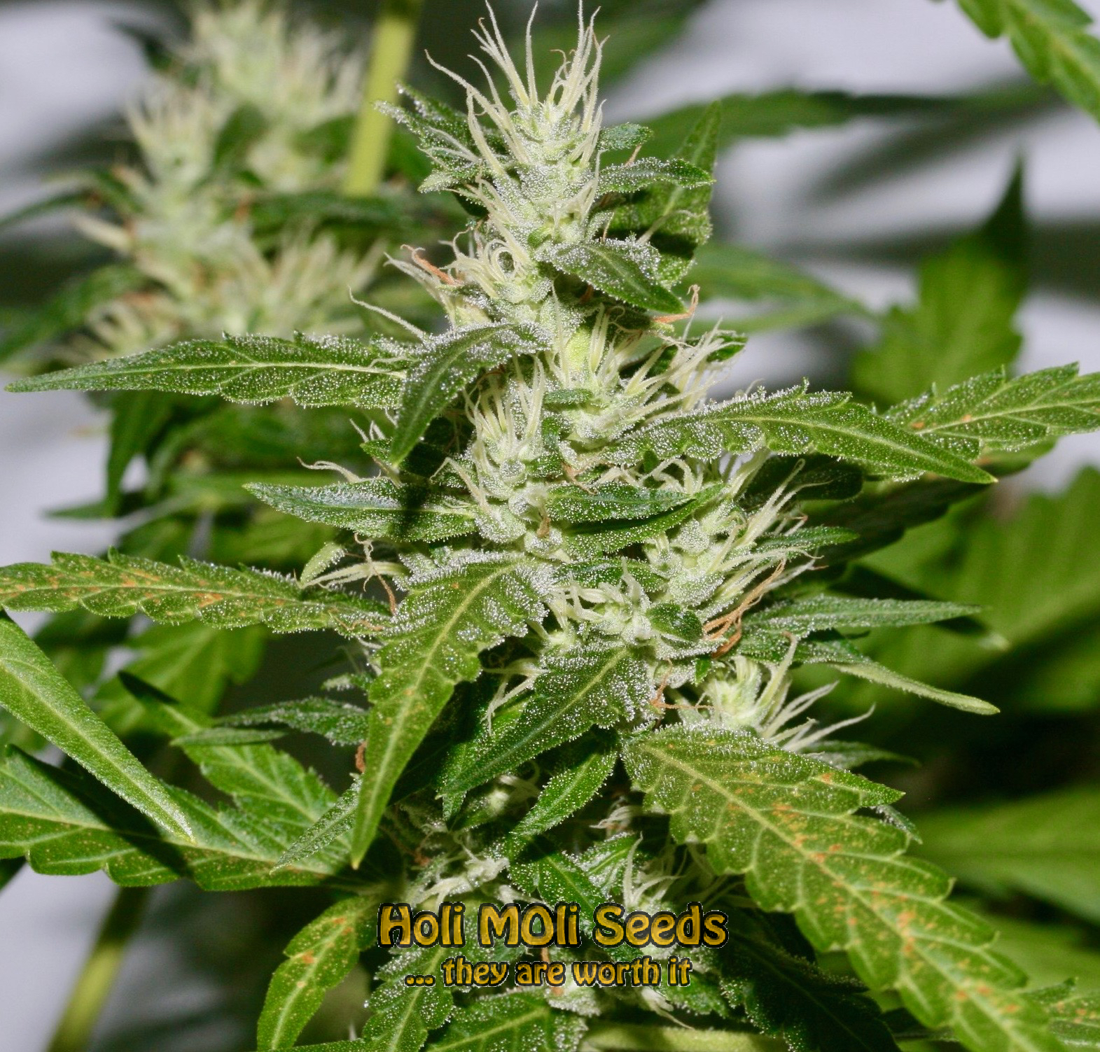 g13 autoflower cannabis pics