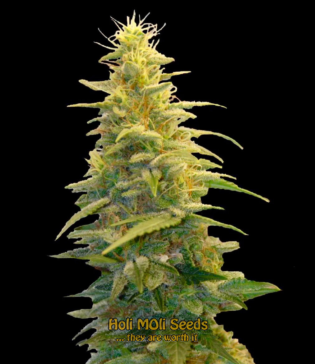 g13 autoflower cannabis pics