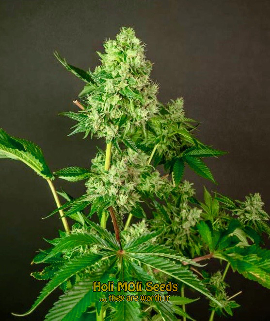 glookies autoflower cannabis pics