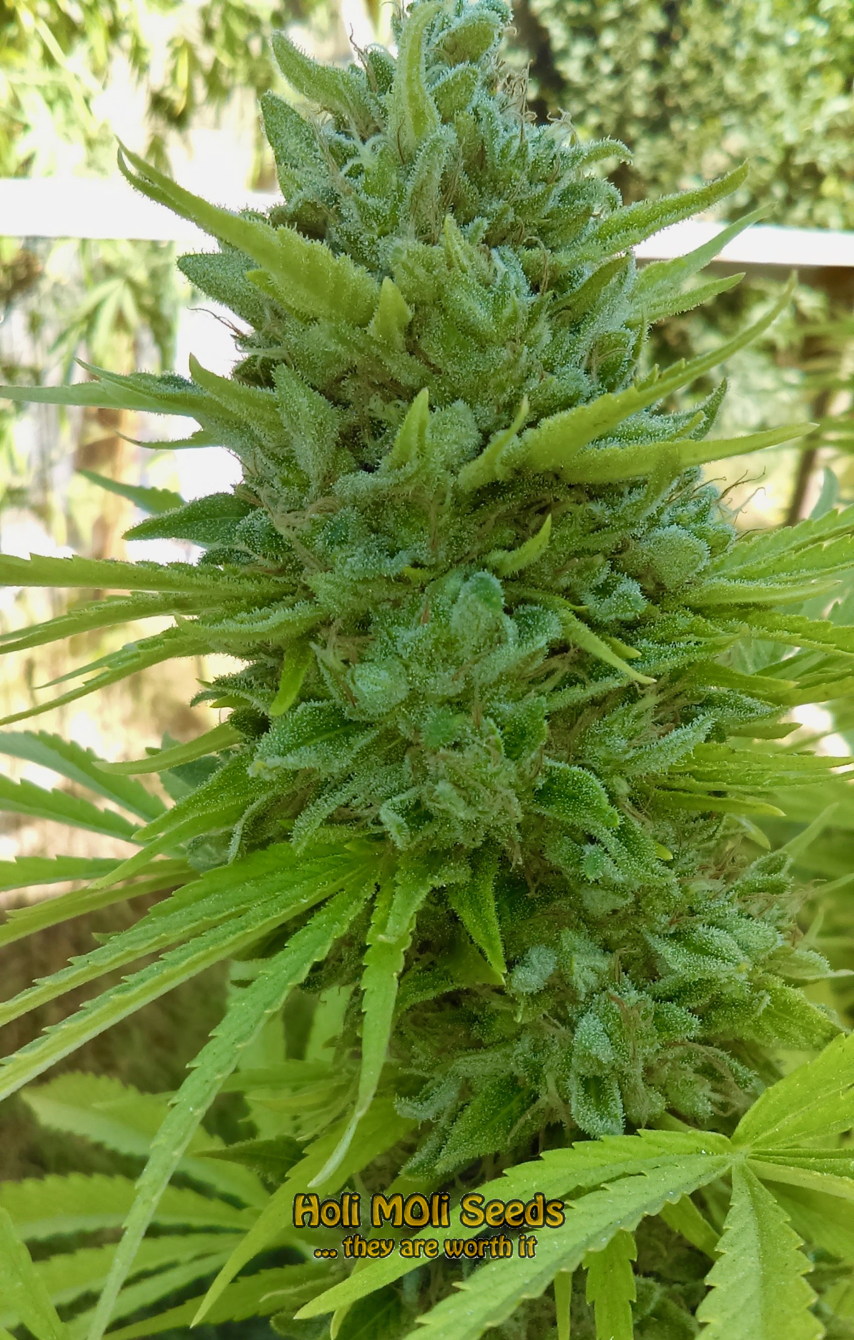 glookies autoflower cannabis pics