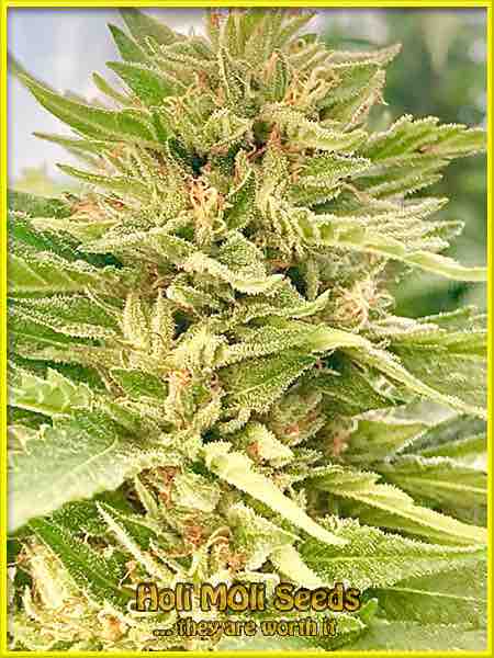 glookies autoflower cannabis pics