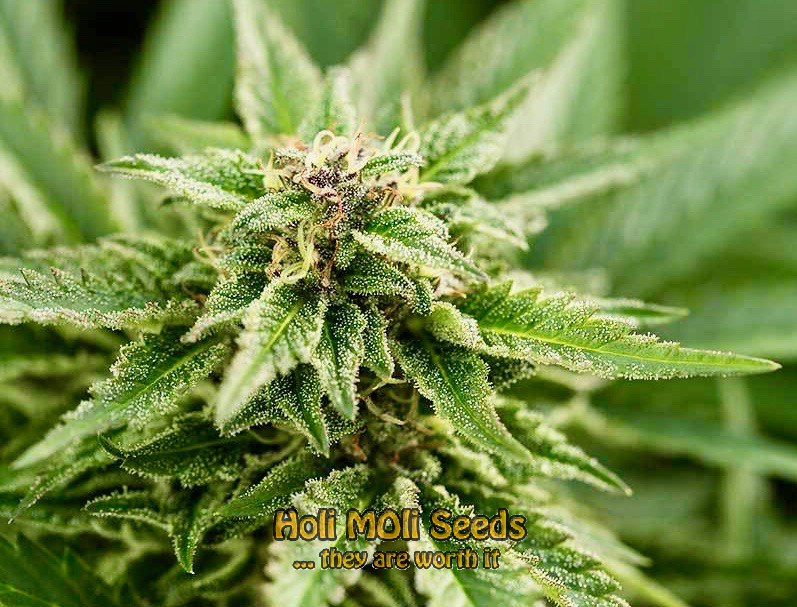 gold leaf autoflower cannabis pics