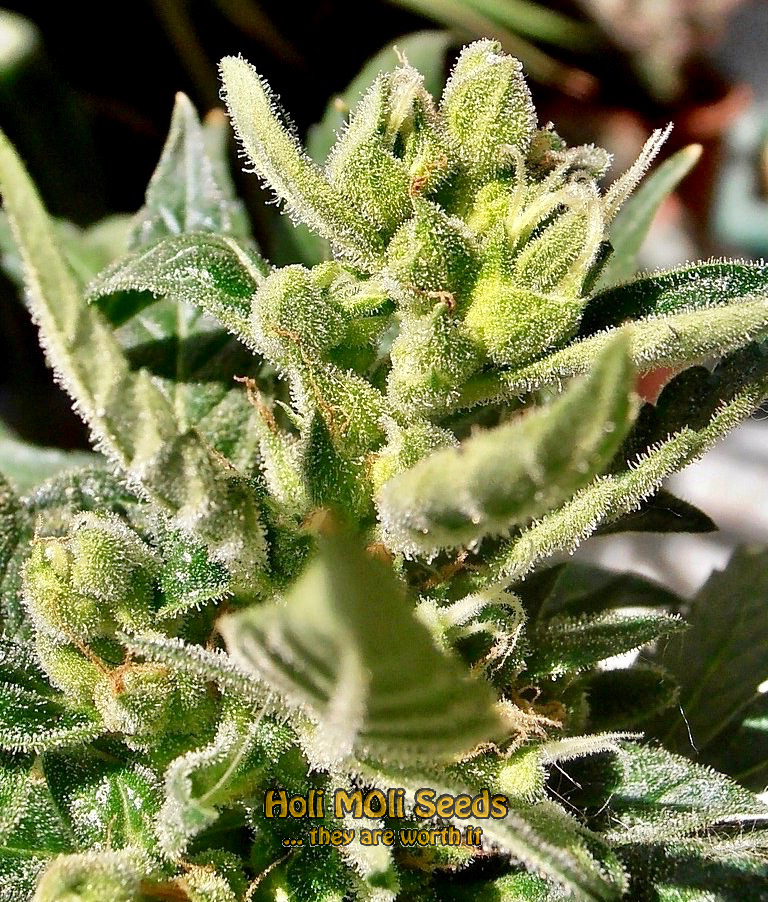 gorilla glue purple autoflower cannabis pics