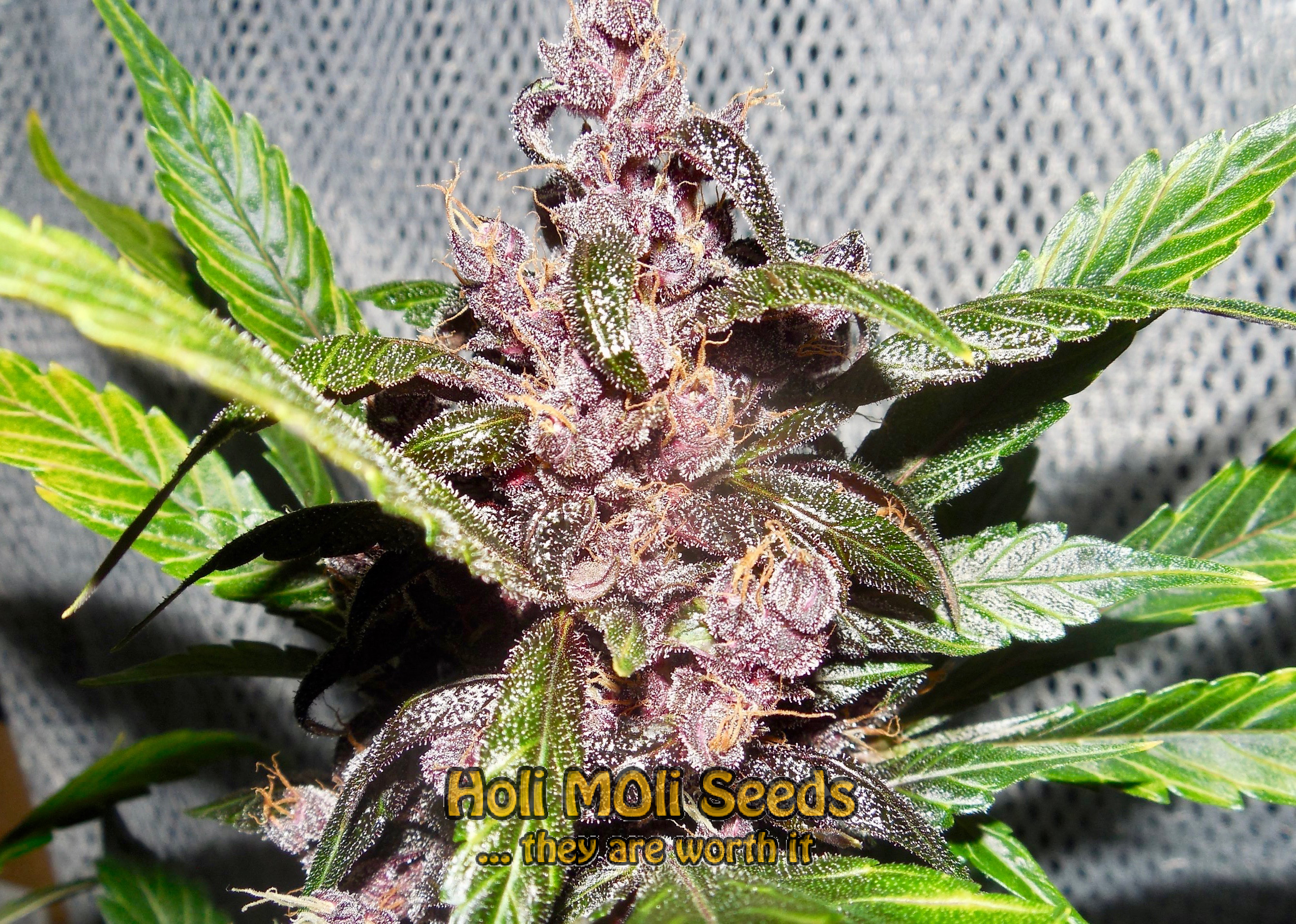 gorilla glue purple autoflower cannabis pics