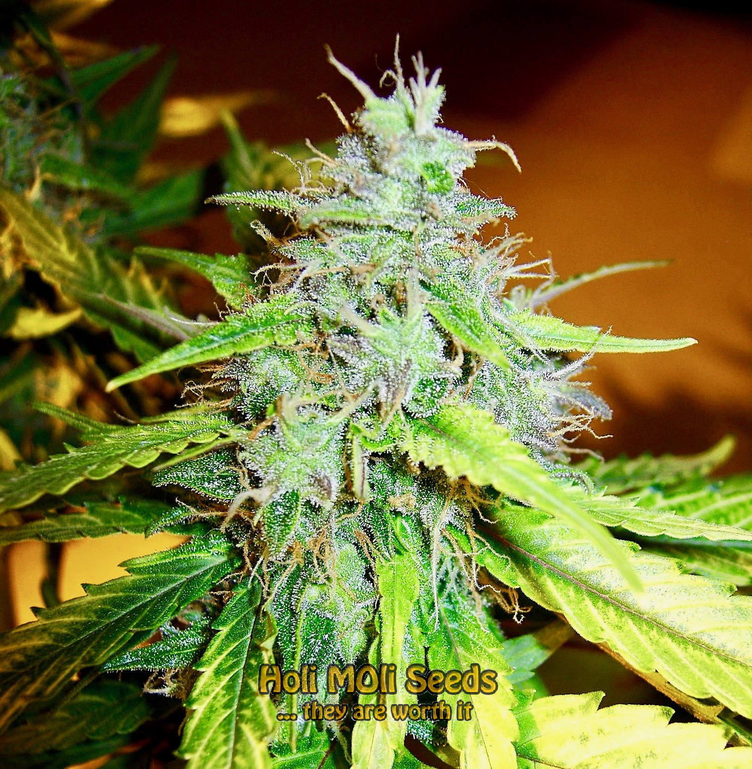 gorilla glue purple autoflower cannabis pics