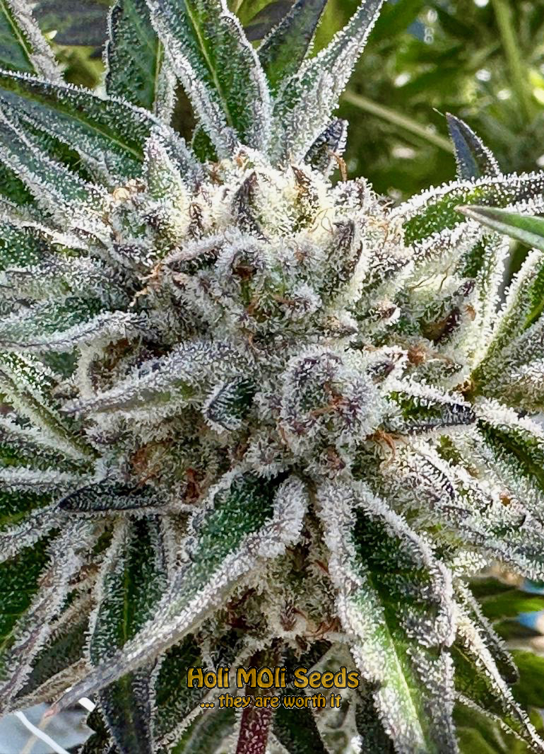 gorilla kush autoflower cannabis pics