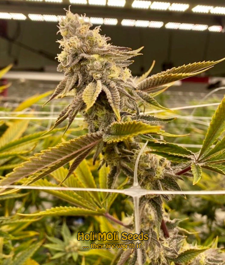 gorilla kush autoflower cannabis pics