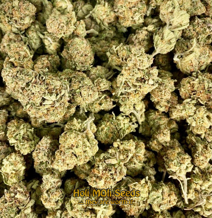 gorilla zkittlez autoflower cannabis pics