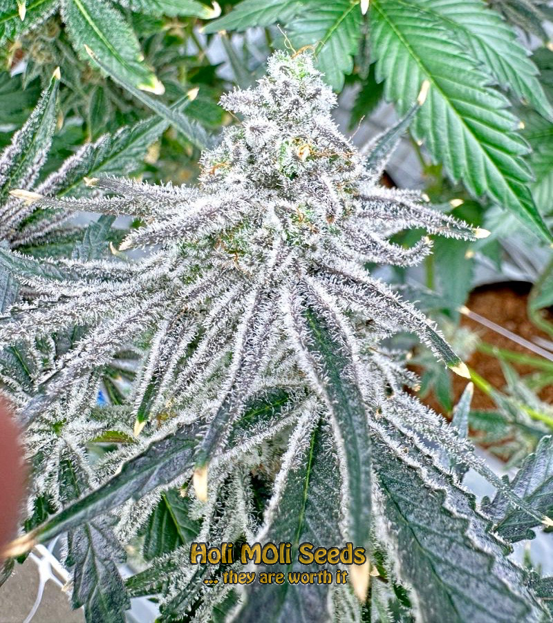 gorilla zkittlez autoflower cannabis pics