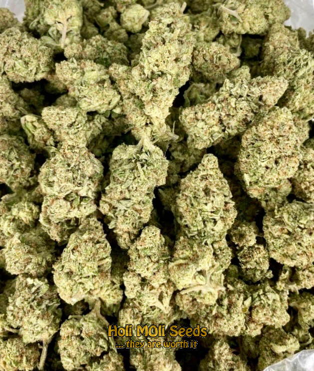 grape killer haze autoflower cannabis pics