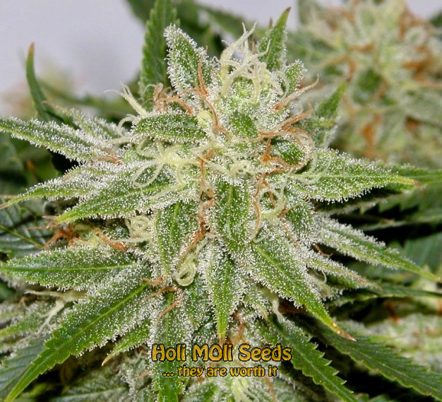 grapefruit autoflower cannabis pics