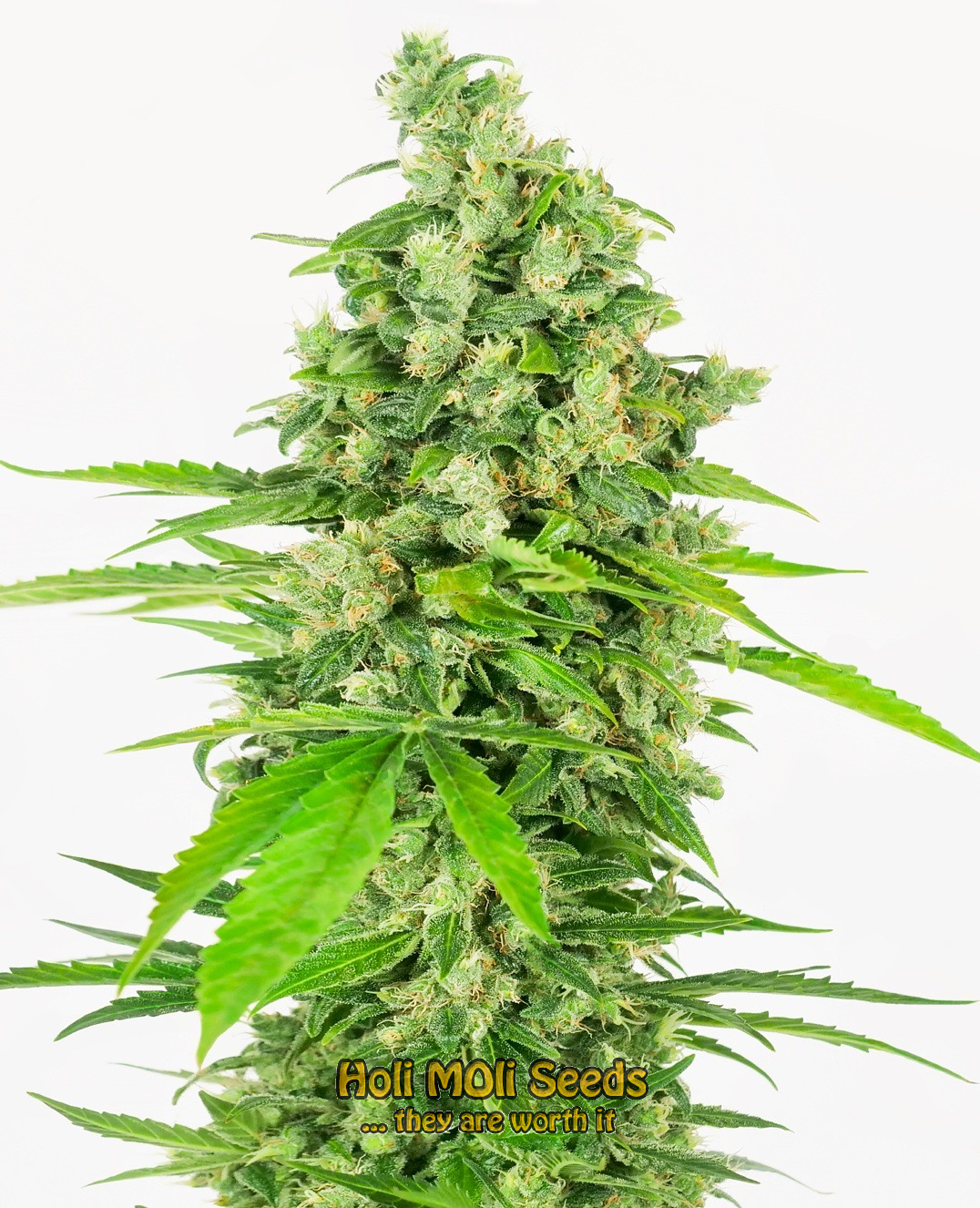 grapefruit autoflower cannabis pics