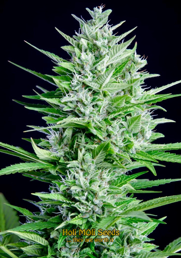 great white shark autoflower cannabis pics