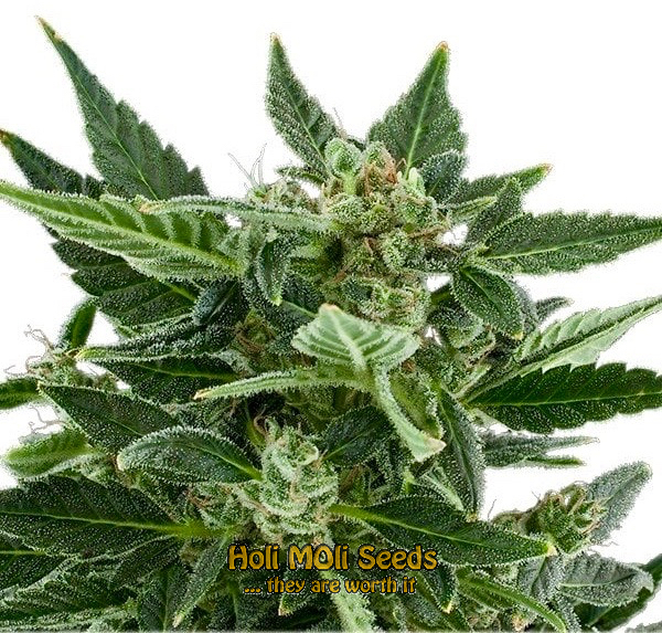 great white shark autoflower cannabis pics