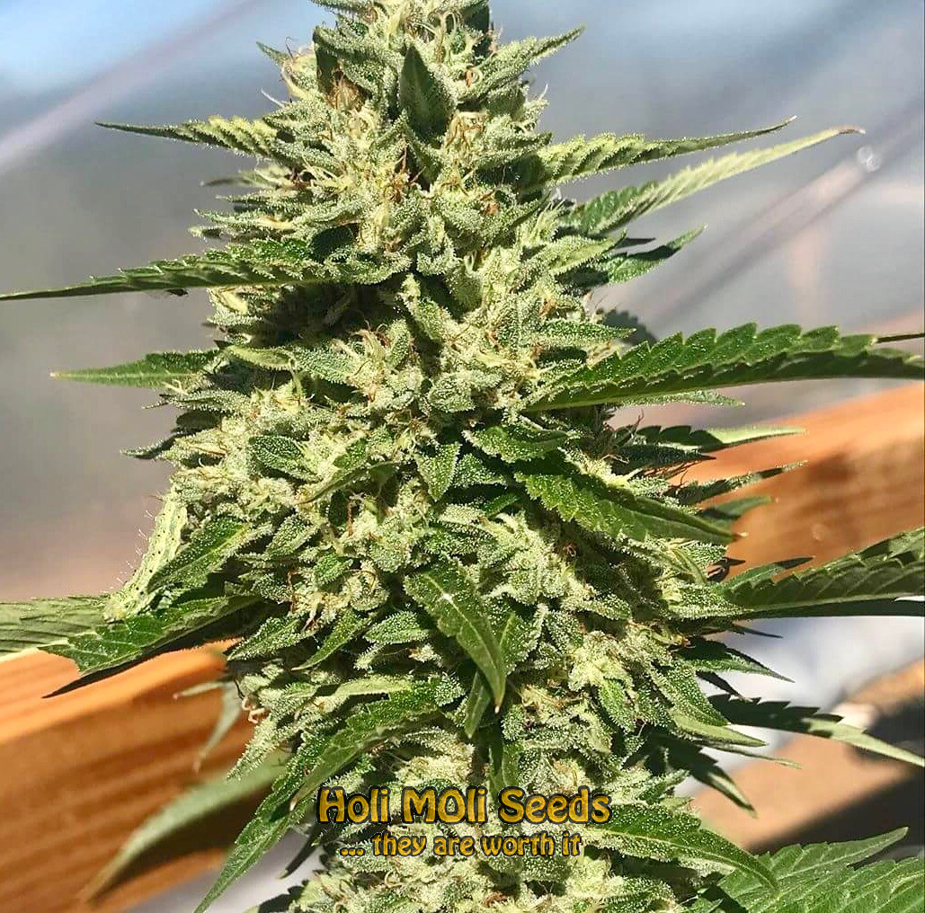 great white shark autoflower cannabis pics