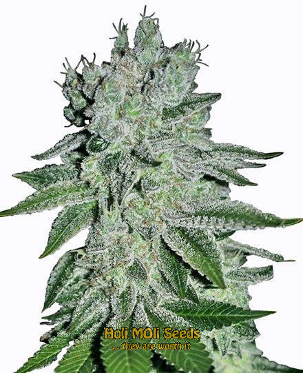 great white shark autoflower cannabis pics