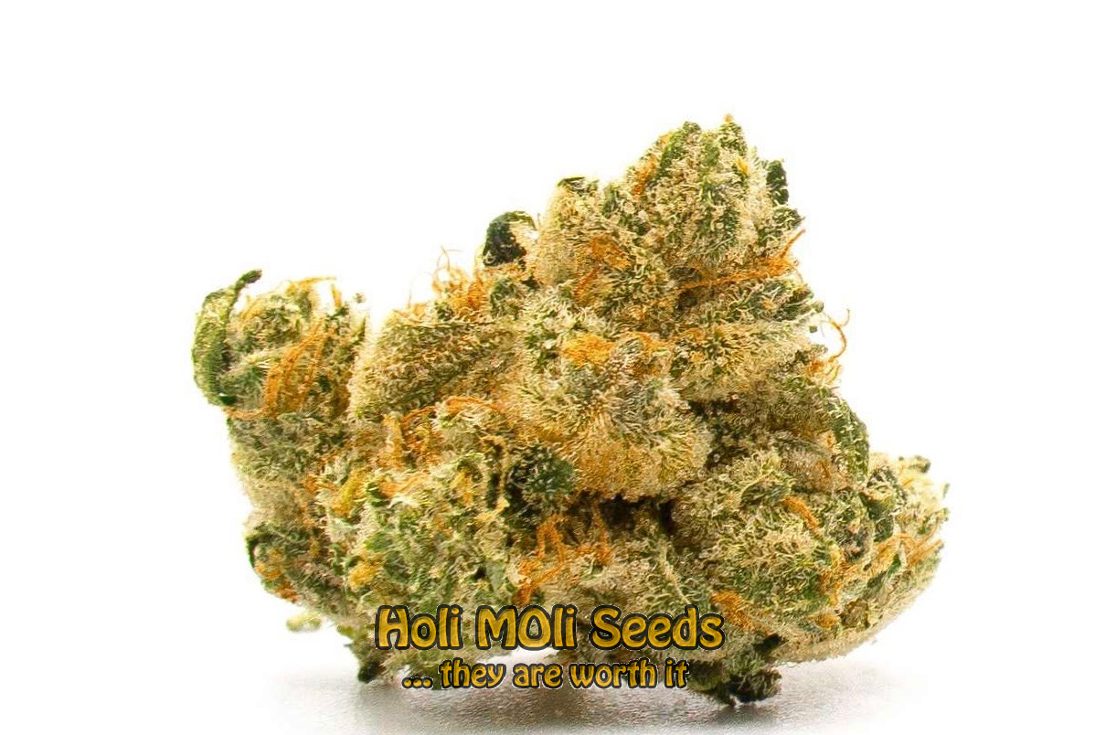 great white shark autoflower cannabis pics