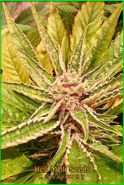 great white shark autoflower cannabis pics