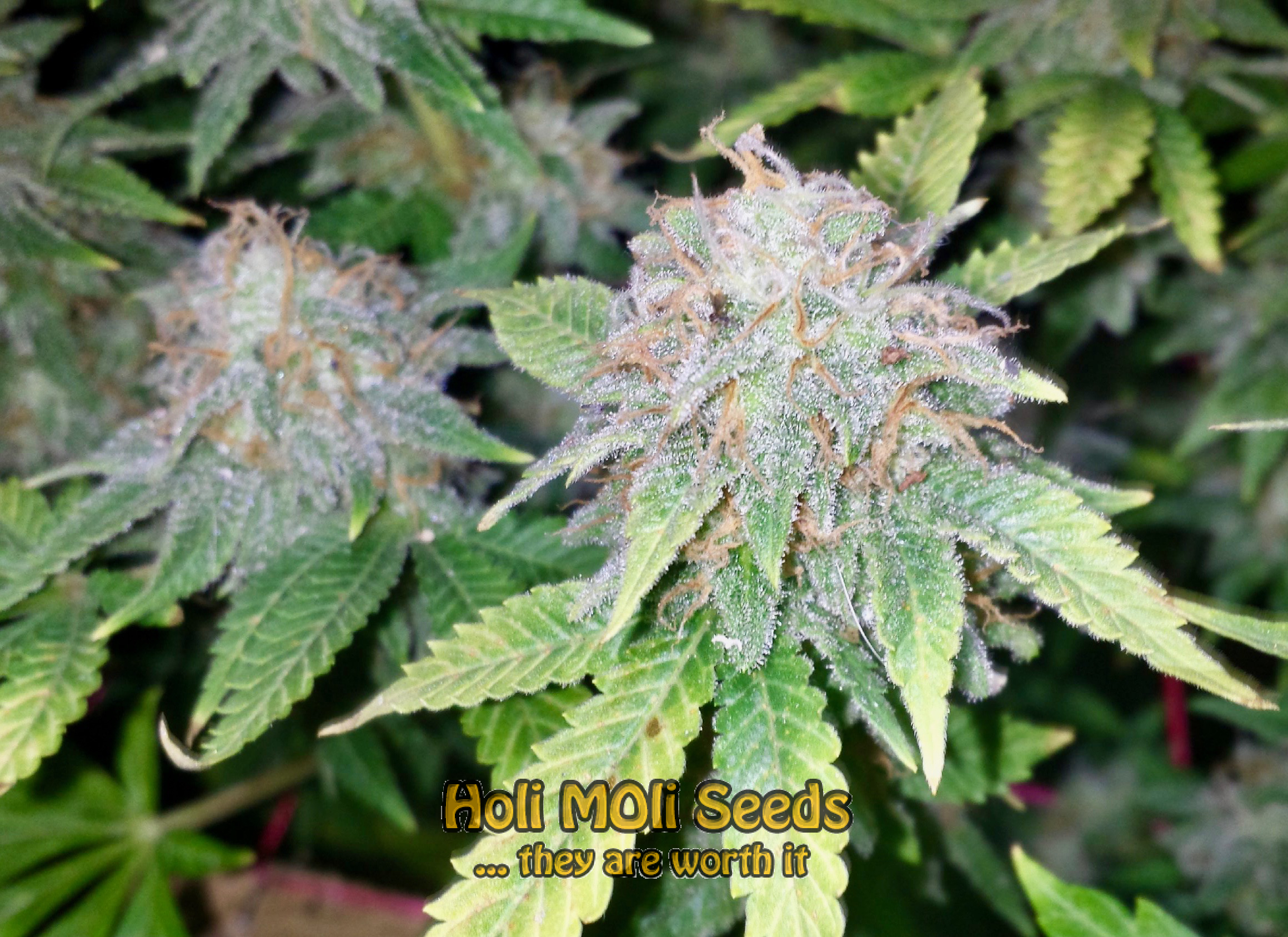 green crack autoflower cannabis pics