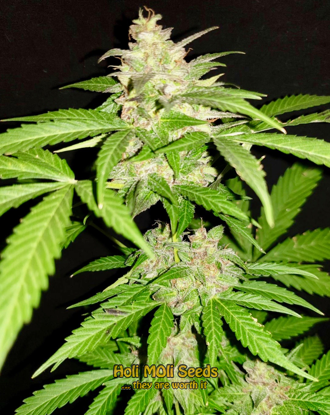 green crack autoflower cannabis pics