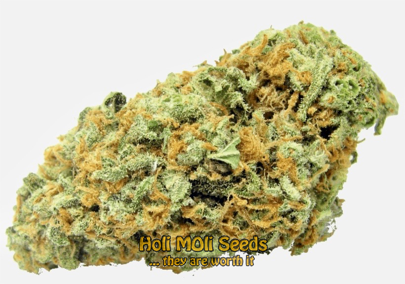 green crack autoflower cannabis pics