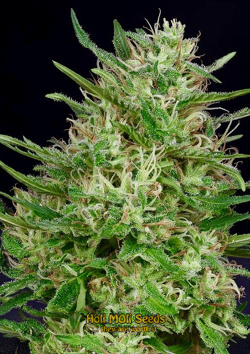 green crack autoflower cannabis pics