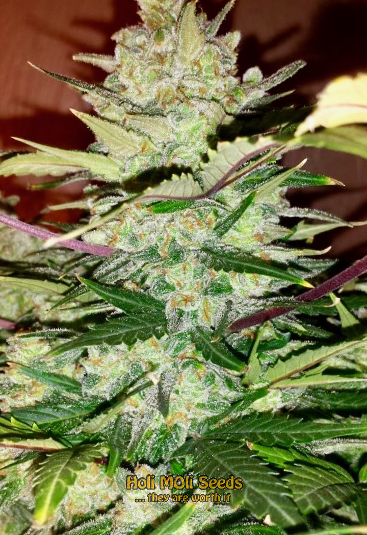 green crack autoflower cannabis pics