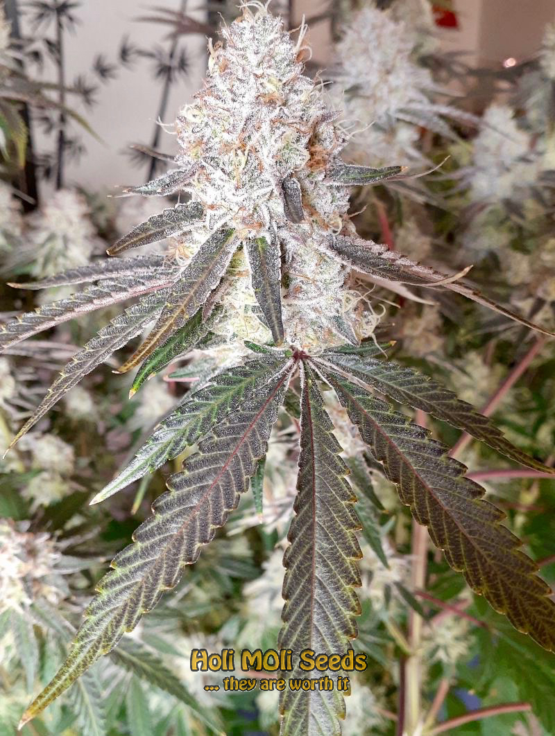 haze autoflower cannabis pics