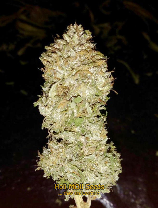 haze autoflower cannabis pics