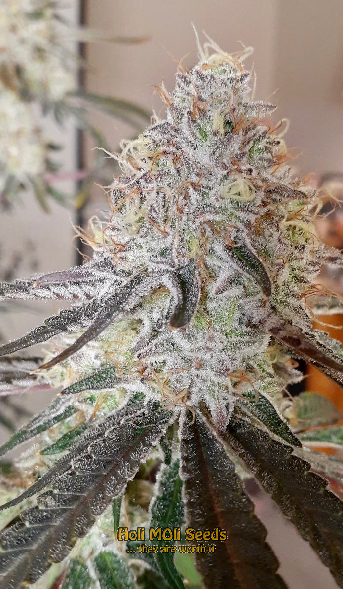 haze autoflower cannabis pics