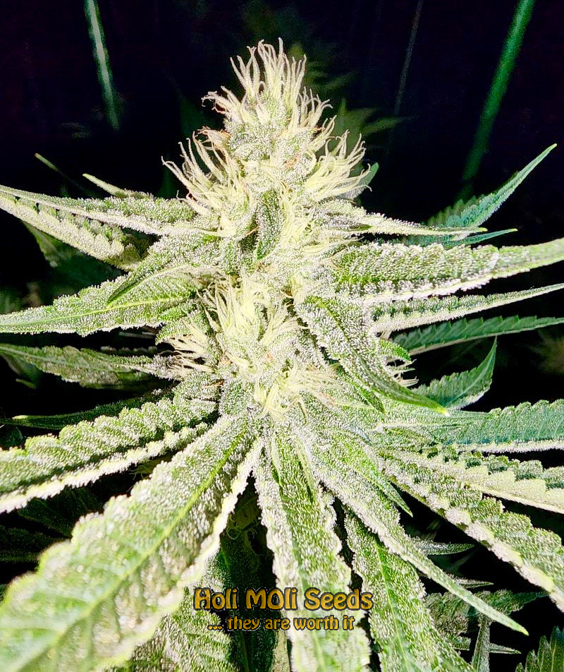 haze xl autoflower cannabis pics