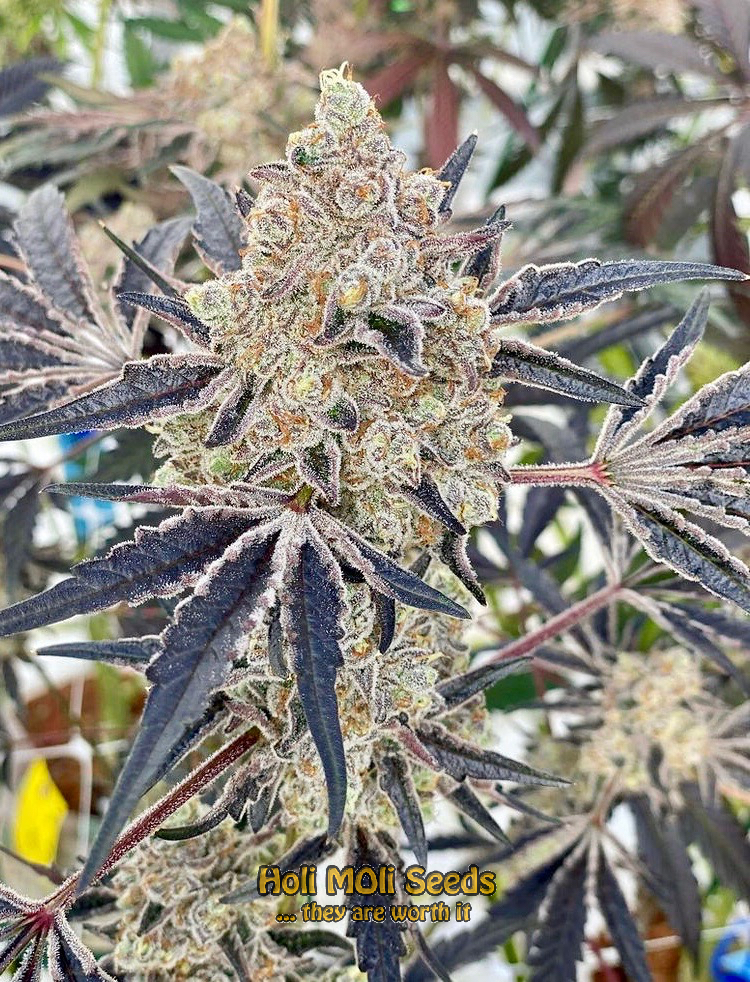 haze xl autoflower cannabis pics