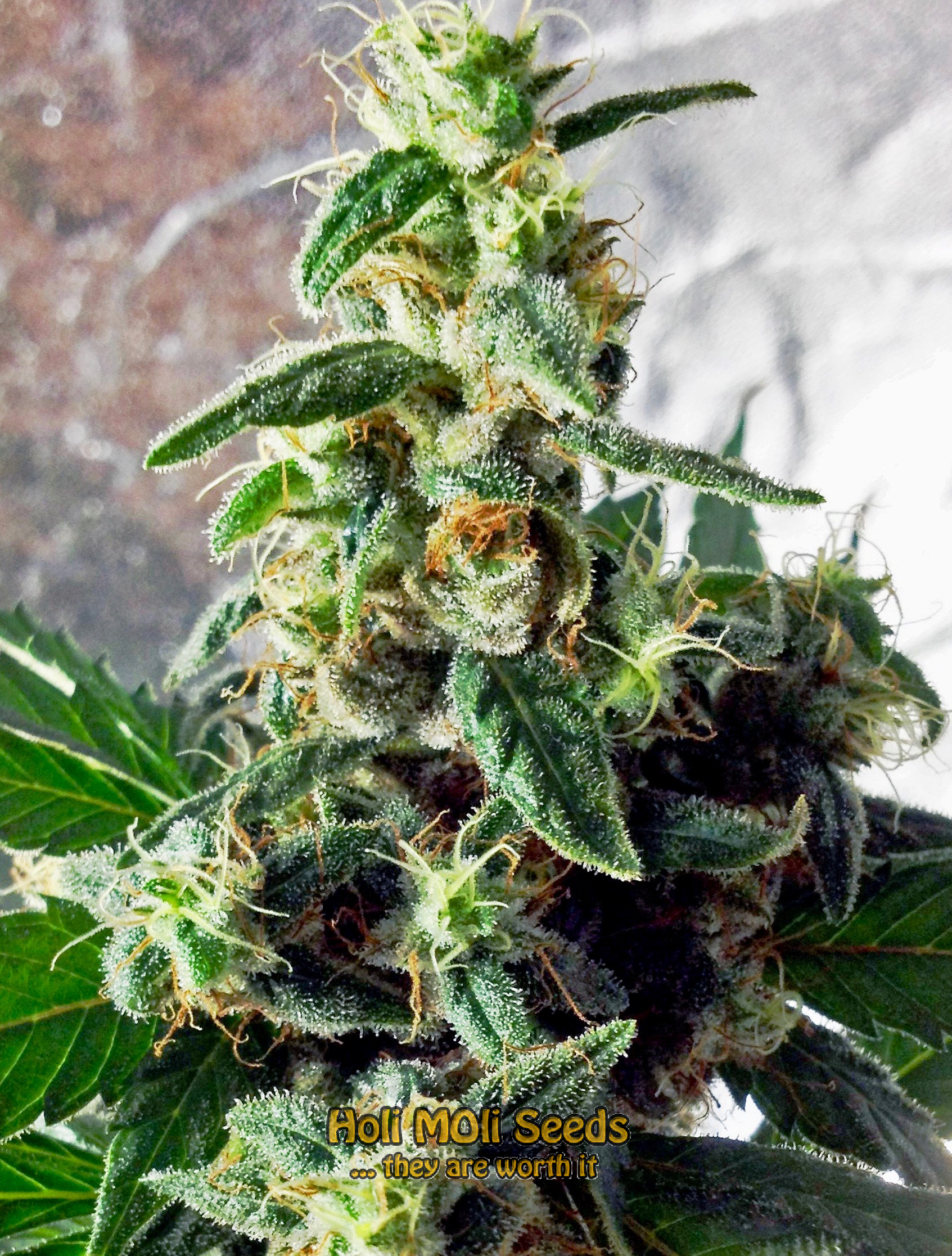 hellfire og autoflower cannabis pics