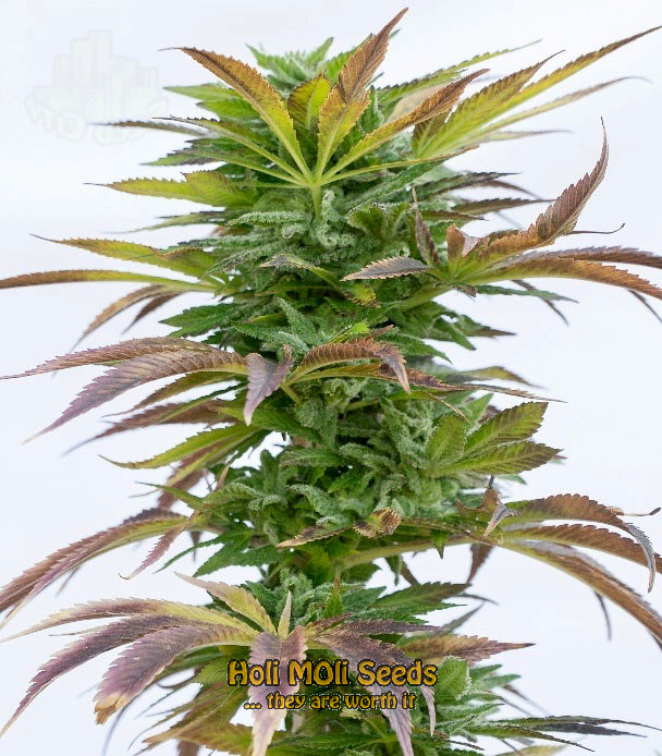 hellfire og autoflower cannabis pics