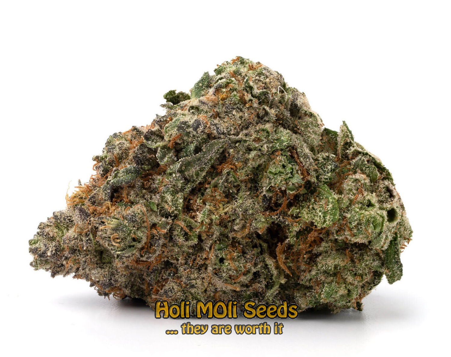 hellfire og autoflower cannabis pics