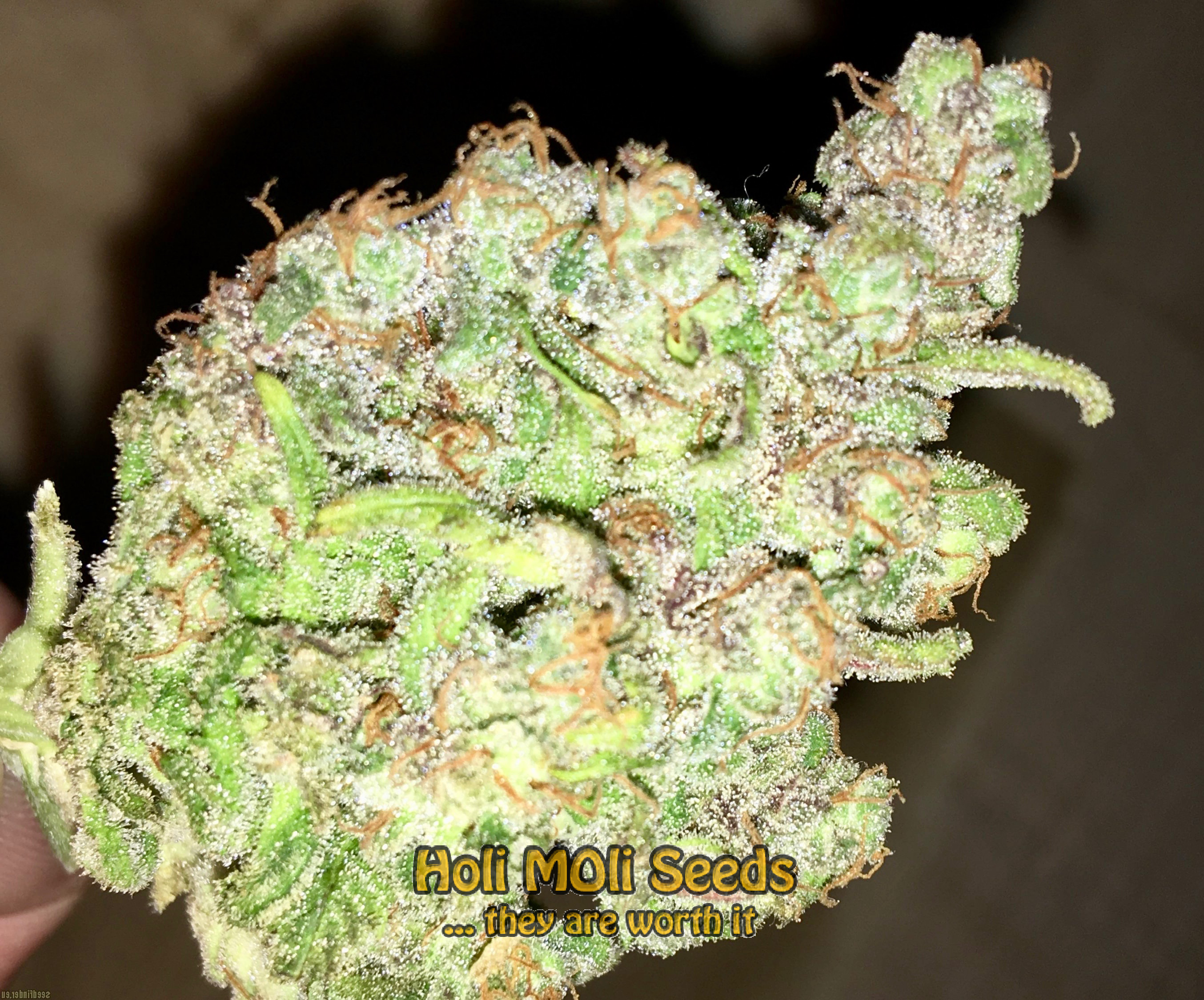 hindu kush autoflower cannabis pics