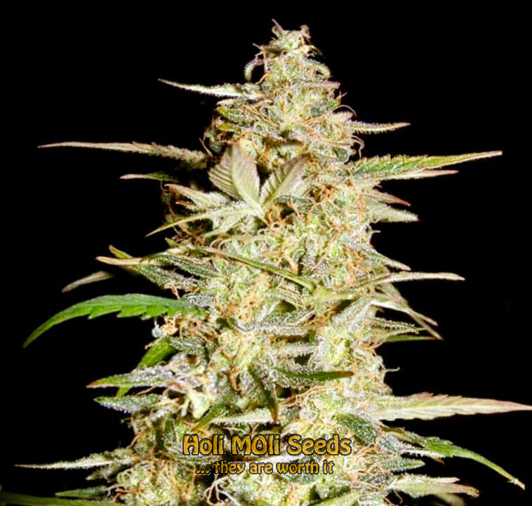 hindu kush autoflower cannabis pics