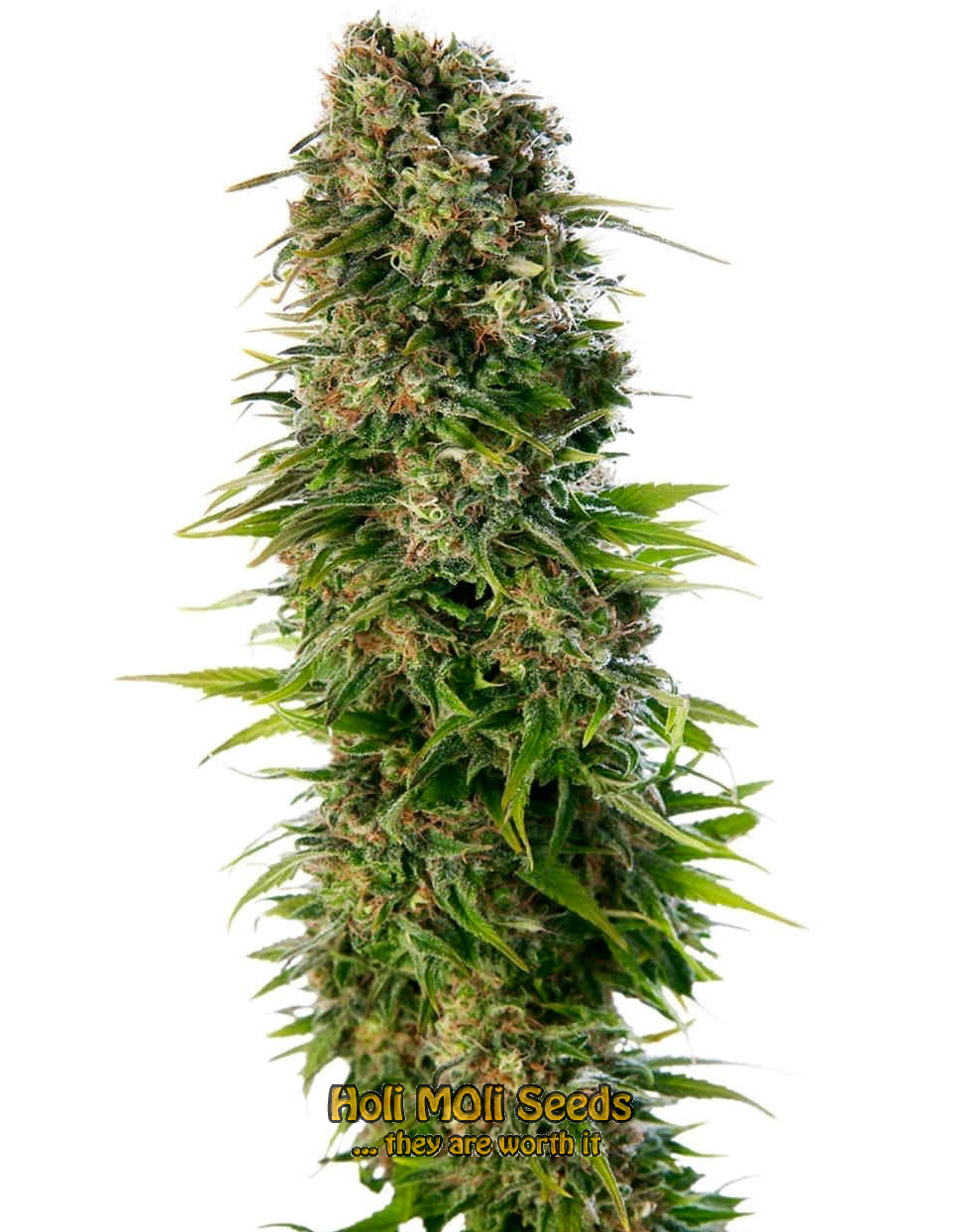 hindu kush autoflower cannabis pics