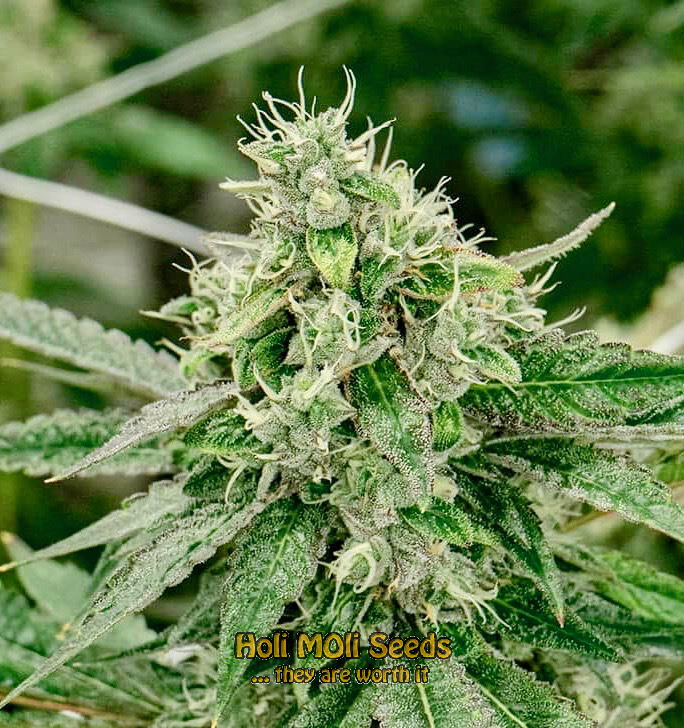 hindu kush autoflower cannabis pics