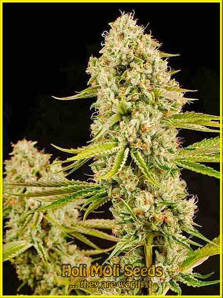 hindu kush autoflower cannabis pics