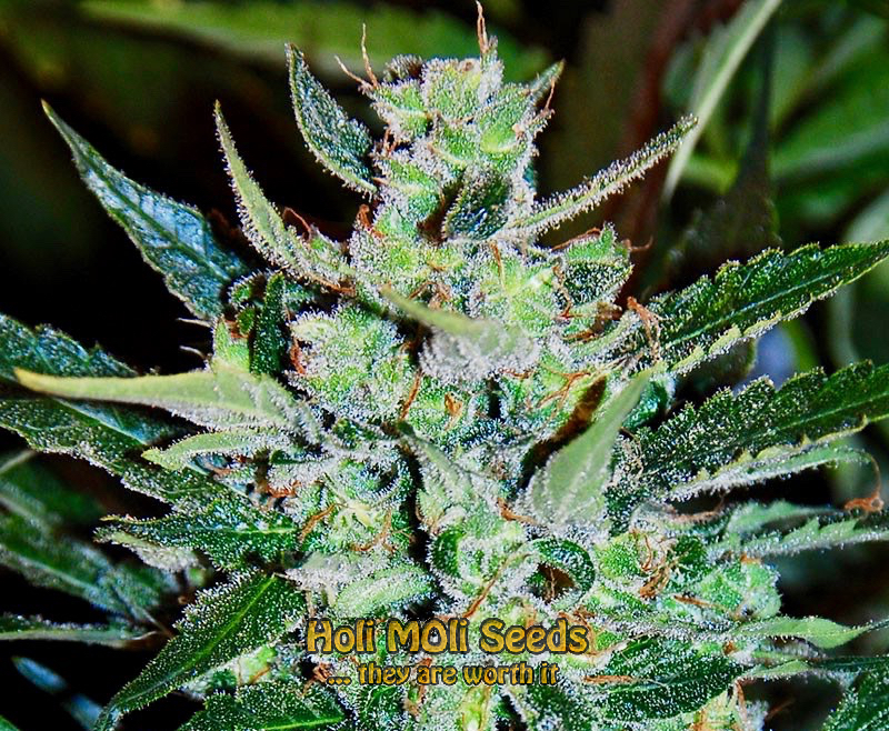 jack herer autoflower cannabis pics