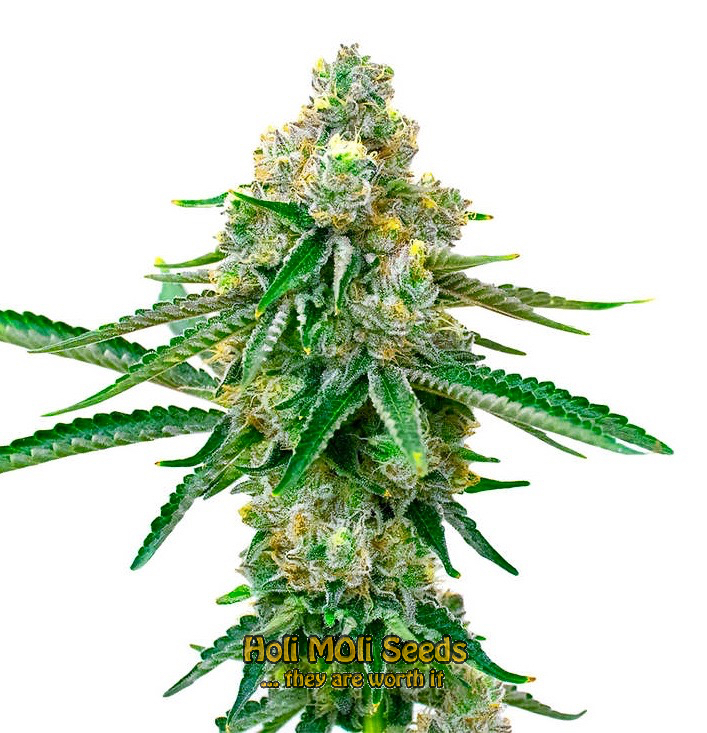 jack herer autoflower cannabis pics