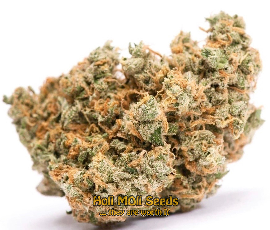 jack herer autoflower cannabis pics