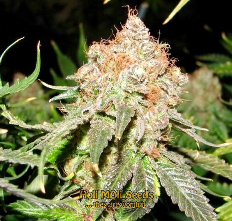 jack herer autoflower cannabis pics