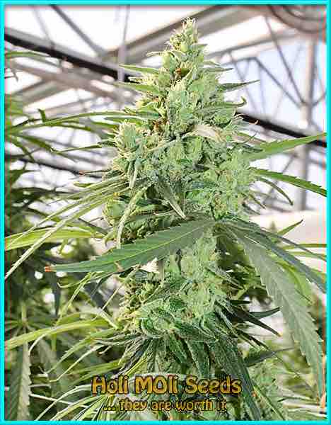 jack herer autoflower cannabis pics