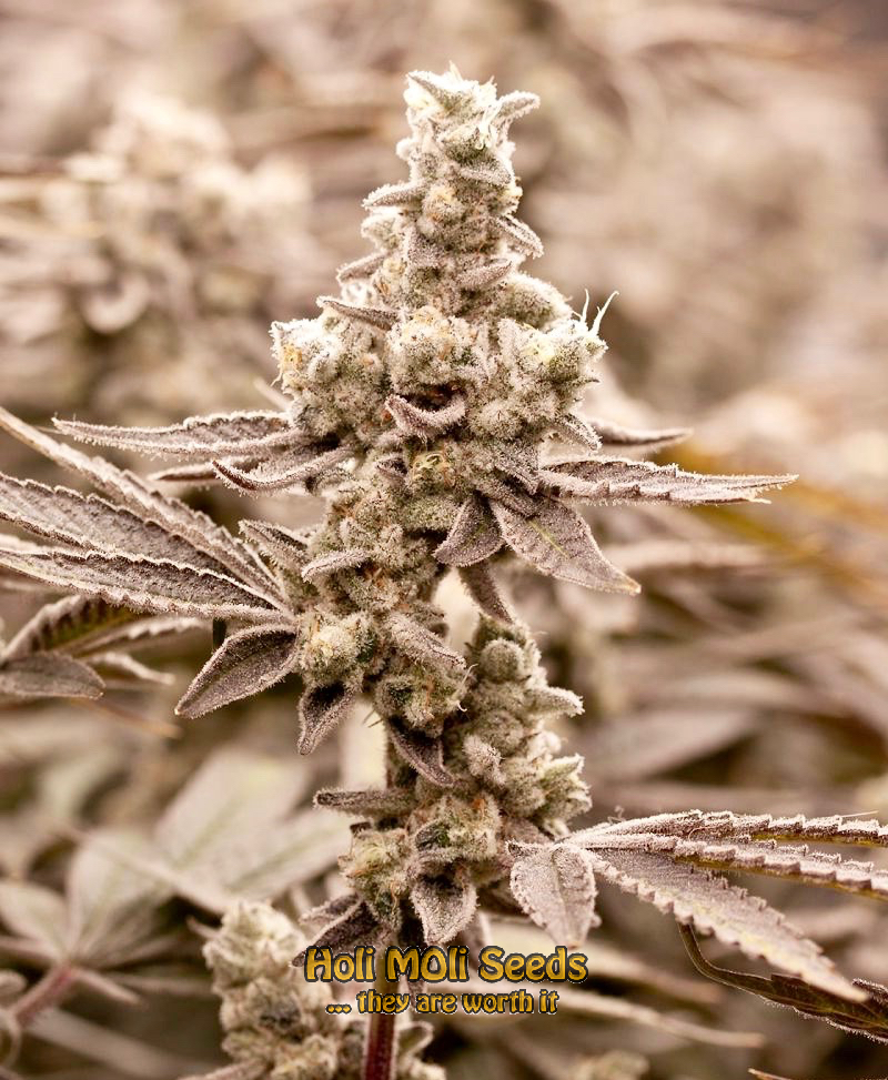 kush xl autoflower cannabis pics