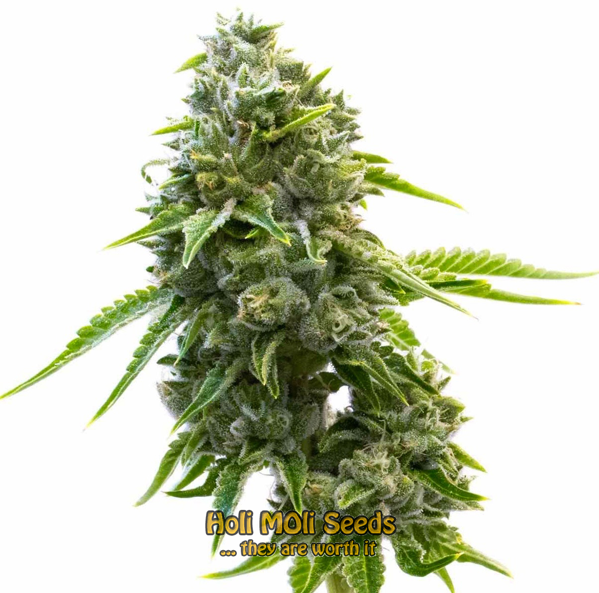 la confidential autoflower cannabis pics