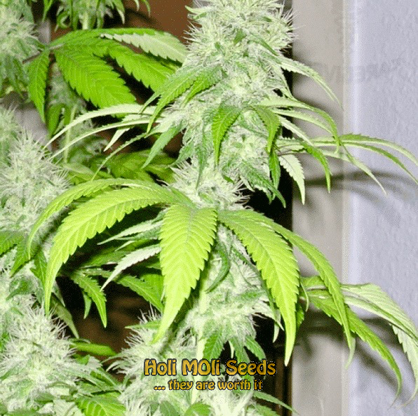 la confidential autoflower cannabis pics